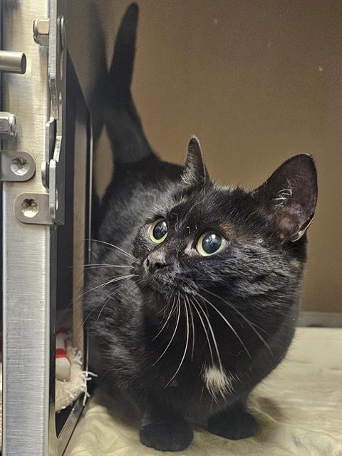 picture of the cat needing adoption