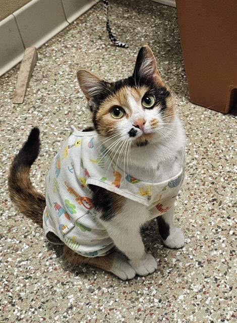 picture of the cat needing adoption