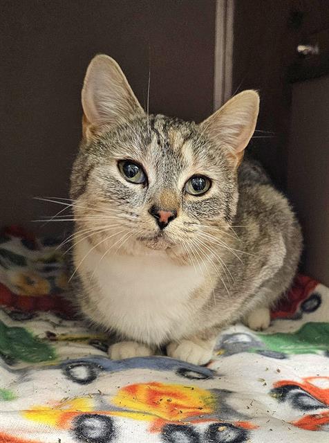 picture of the cat needing adoption