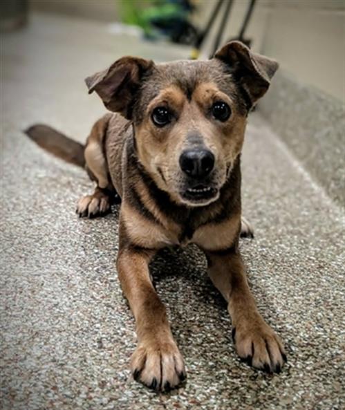 HARTFORD, an adoptable Feist in Clyde, NC