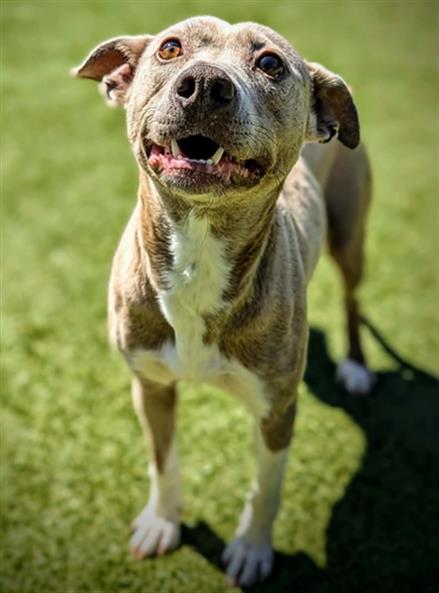 ANNAPOLIS, an adoptable Feist in Clyde, NC