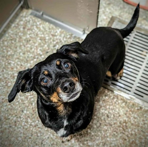 AUGUSTA, an adoptable Dachshund in Clyde, NC