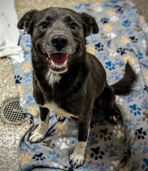 ALBANY, an adoptable Labrador Retriever in Clyde, NC