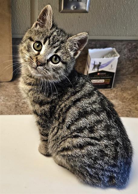 LAVENDER, an adoptable Domestic Short Hair in Clyde, NC