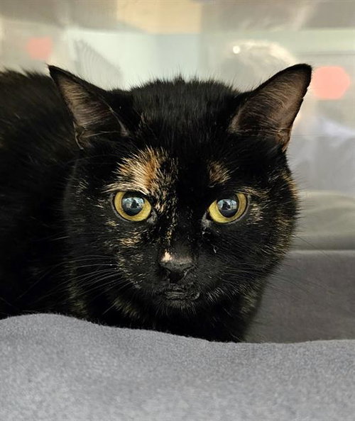 picture of the cat needing adoption