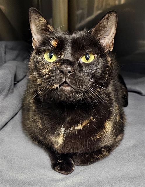 picture of the cat needing adoption