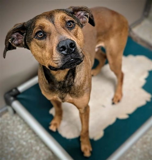 BAMA, an adoptable Redbone Coonhound in Clyde, NC