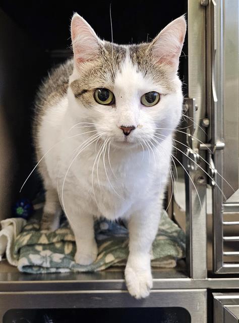 picture of the cat needing adoption