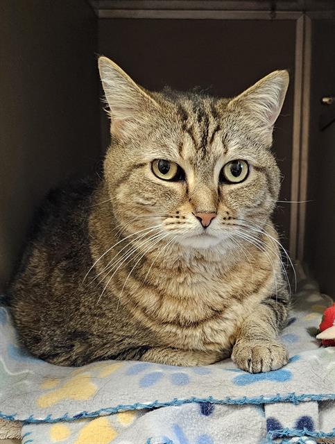 LUNA, an adoptable Domestic Short Hair in Clyde, NC