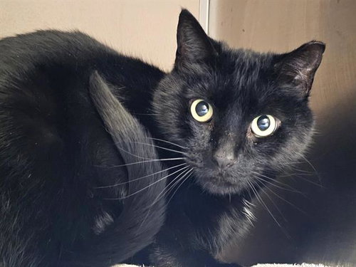 picture of the cat needing adoption