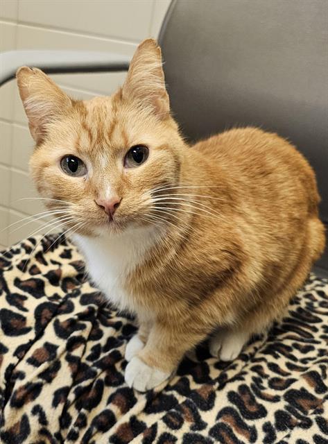 LARK, Senior Domestic Short Hair (medium coat), cat for adoption in Clyde, North Carolina