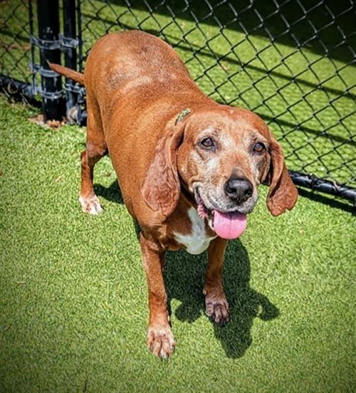 MARTHA, an adoptable Redbone Coonhound in Clyde, NC