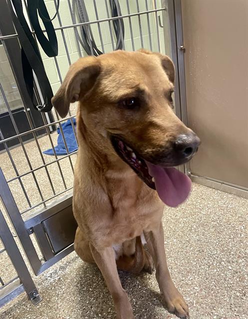 BELLAME, an adoptable Redbone Coonhound in Clyde, NC