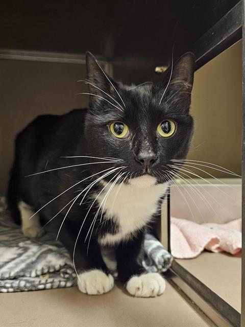 SYLVESTER, an adoptable Domestic Short Hair in Clyde, NC