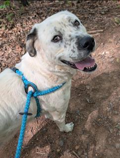 MAGGIE, an adoptable Great Pyrenees in Clyde, NC