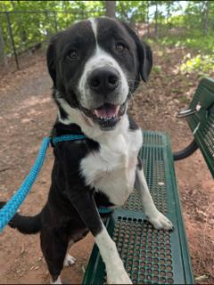 MADDIE, an adoptable Great Pyrenees in Clyde, NC