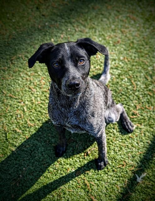 PEPPER