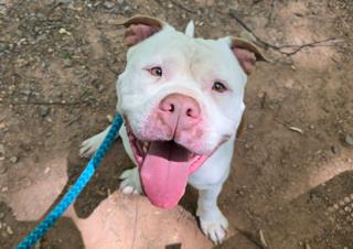 BRUTUS, an adoptable American Pit Bull Terrier in Clyde, NC