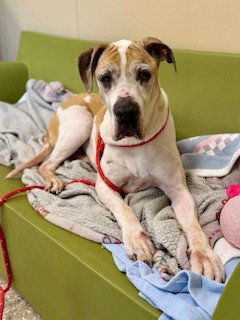 SCARLETT, an adoptable Great Dane in Clyde, NC