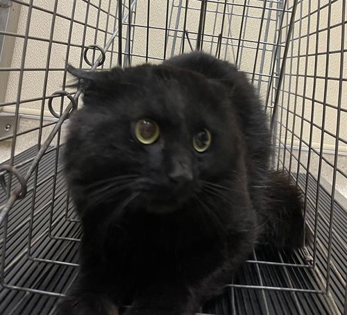 NED, an adoptable Domestic Medium Hair in Clyde, NC