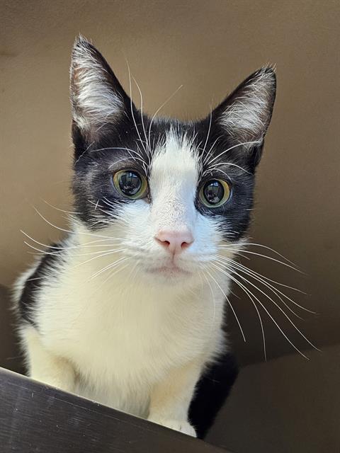 SABINE, an adoptable Domestic Short Hair in Clyde, NC