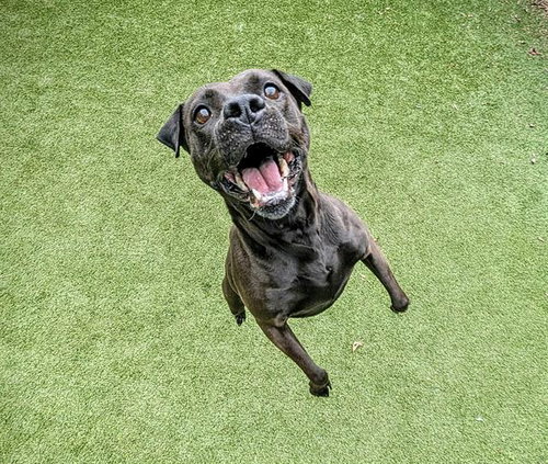 YONA, an adoptable Feist in Clyde, NC