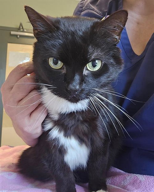 JAY, an adoptable Domestic Short Hair in Clyde, NC