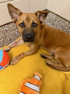 FIONA, an adoptable Carolina Dog in Clyde, NC