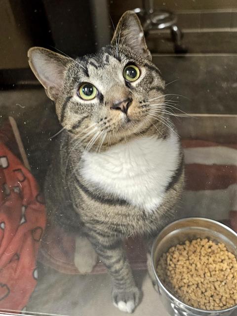KELPIE, an adoptable Domestic Short Hair in Clyde, NC