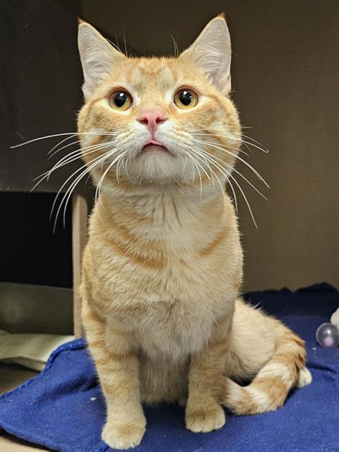 SIMBA, an adoptable Domestic Short Hair in Clyde, NC