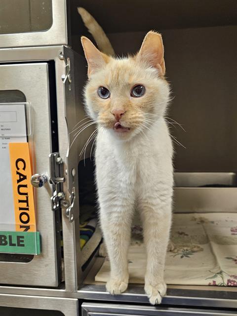DOMINIC, an adoptable Domestic Short Hair in Clyde, NC
