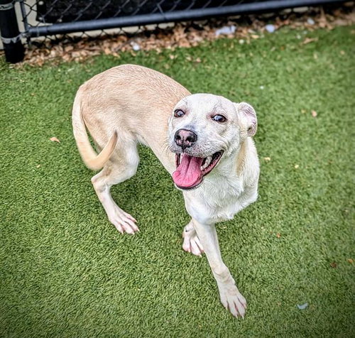 CREAMSICLE, an adoptable Feist in Clyde, NC