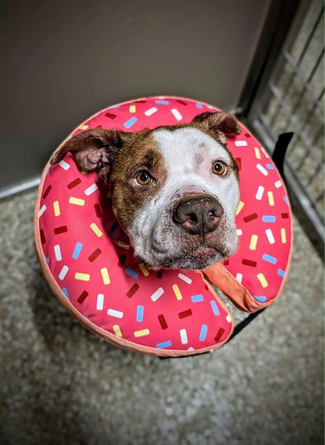 RICHIE, an adoptable American Staffordshire Terrier in Clyde, NC