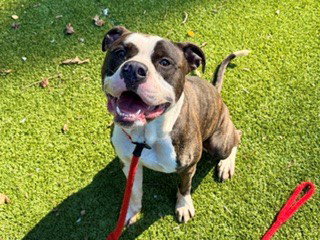 ONYX, an adoptable American Pit Bull Terrier in Clyde, NC