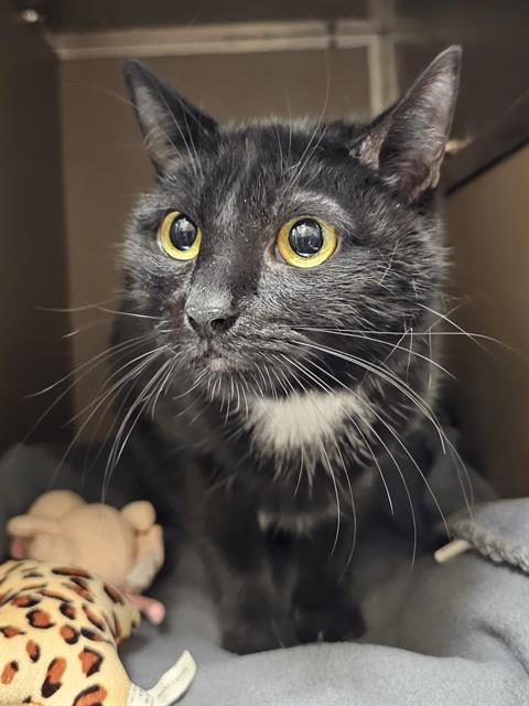 ANNABELL, an adoptable Domestic Short Hair in Clyde, NC