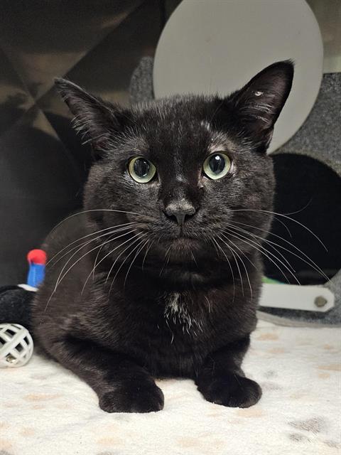 GRISWALD, an adoptable Domestic Short Hair in Clyde, NC