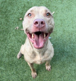 BELLE, an adoptable American Staffordshire Terrier in Clyde, NC