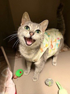 DORIS, an adoptable Domestic Short Hair in Clyde, NC