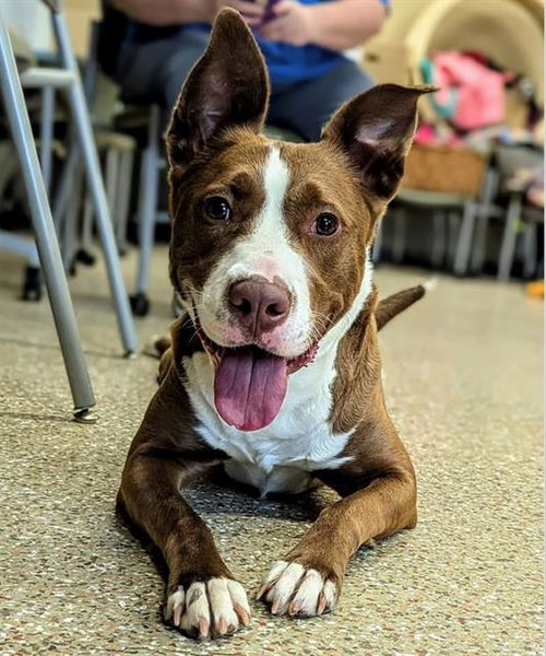 DAISY, an adoptable Pit Bull Terrier in Clyde, NC