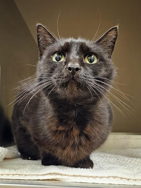 LILY, an adoptable Domestic Short Hair in Clyde, NC