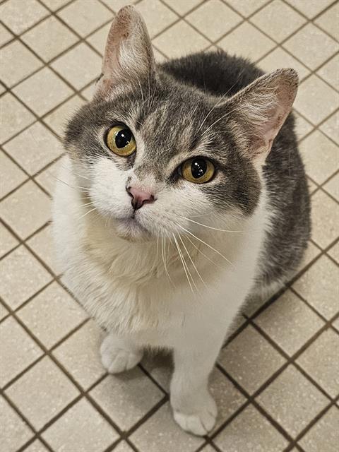 TAILYPO, an adoptable Domestic Short Hair in Clyde, NC