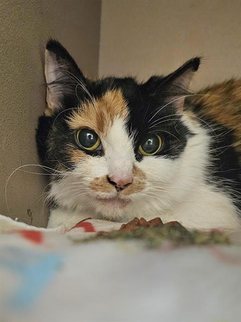 PEBBLES, an adoptable Domestic Medium Hair in Clyde, NC