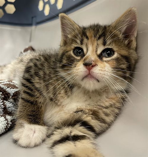 ANNA, an adoptable Domestic Short Hair in Clyde, NC