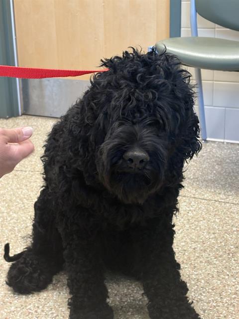 LOU, an adoptable Poodle in Clyde, NC