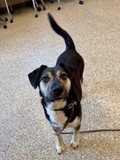 MISSY, an adoptable Siberian Husky in Clyde, NC