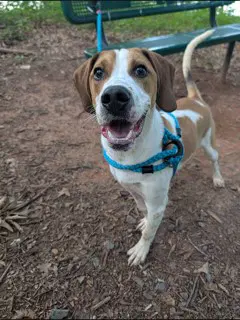 Tucker - Treeing Walker Coonhound