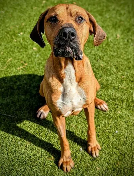 Sampson - Mastiff