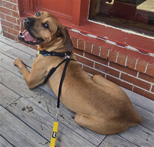 picture of the dog needing adoption
