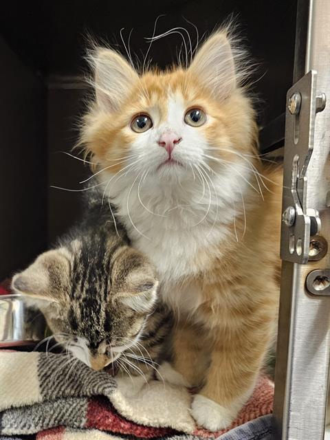 LEO