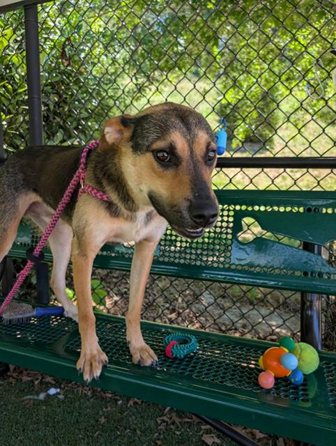 GARY, an adoptable German Shepherd Dog in Clyde, NC